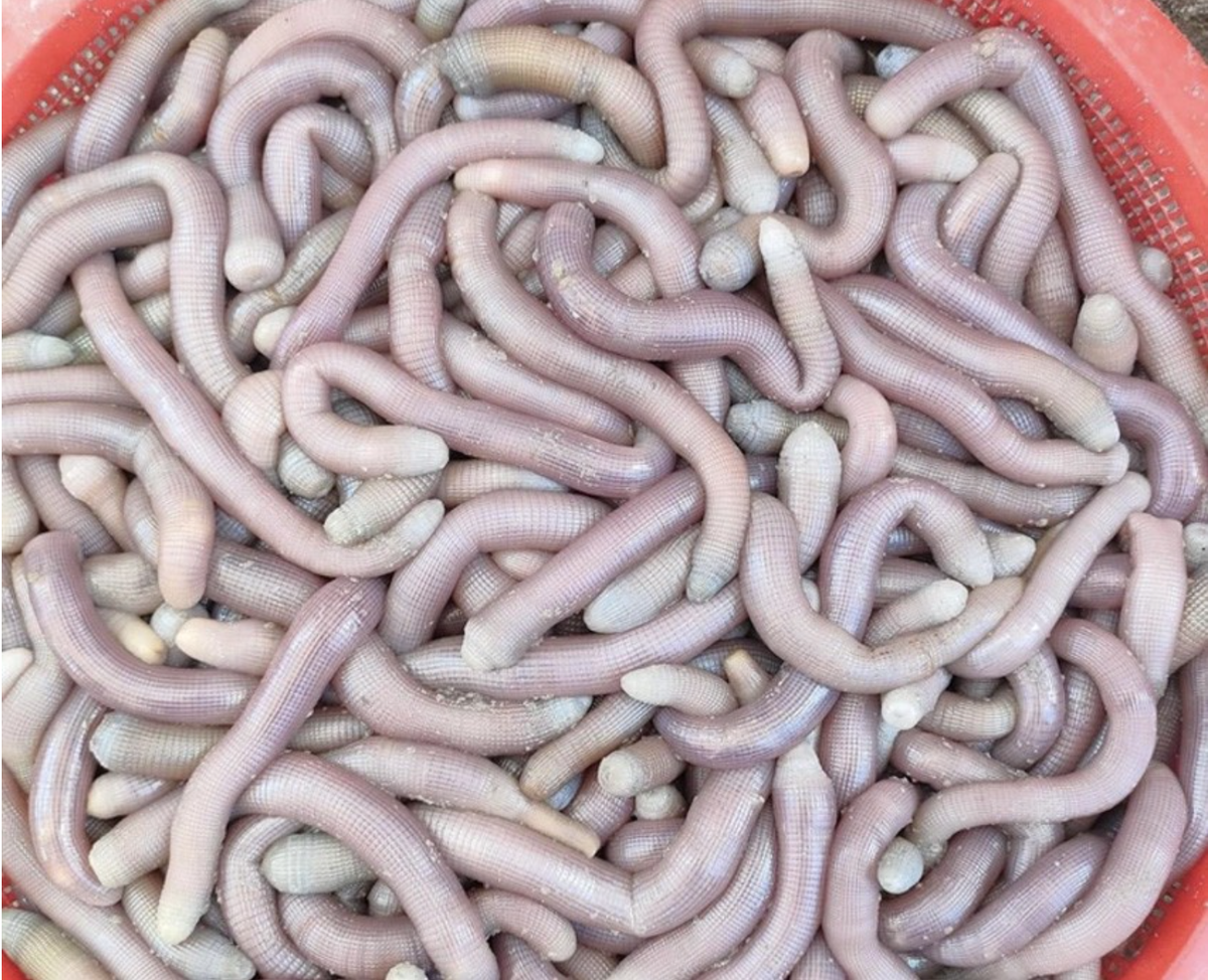 Đặc sản sá sùng được biết đến với hàm lượng dinh dưỡng dồi dào, bao gồm protein, các axit amin thiết yếu, vitamin và khoáng chất. Nhờ vậy, sá sùng mang lại nhiều lợi ích cho sức khỏe như: tăng cường sức đề kháng, hỗ trợ bồi bổ cơ thể, tốt cho tim mạch, hệ tiêu hóa, ...Ảnh: Hải sản Cẩm Phả