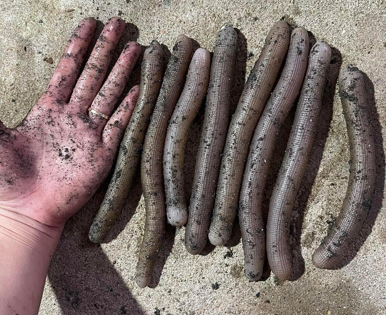 Khi còn tươi, sá sùng có độ dài khoảng 5 đến 10cm, thân mềm oặt, màu hồng nhạt. Khi bị bắt lên khỏi mặt biển, chúng thu mình lại, tròn như một quả bóng, miệng bé như lỗ van bơm hơi. Ảnh: Thanh Nga