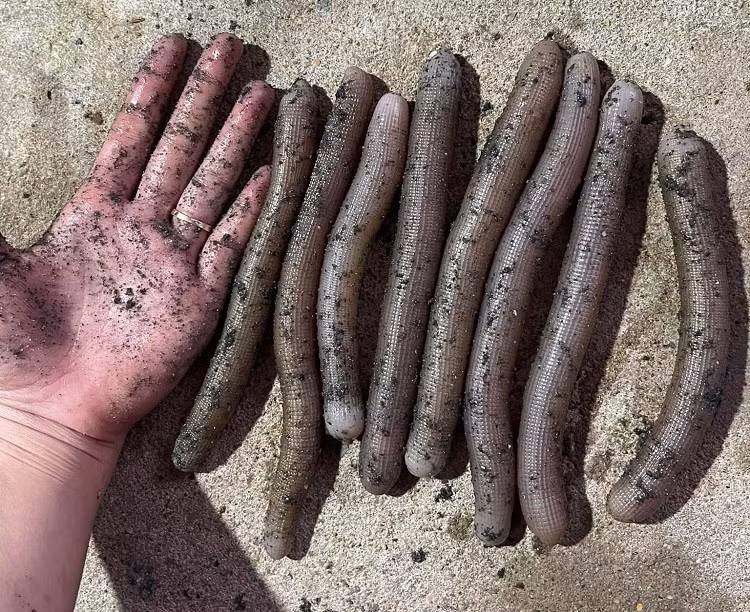 Khi còn tươi, sá sùng có độ dài khoảng 5 đến 10cm, thân mềm oặt, màu hồng nhạt. Khi bị bắt lên khỏi mặt biển, chúng thu mình lại, tròn như một quả bóng, miệng bé như lỗ van bơm hơi. Ảnh: Thanh Nga