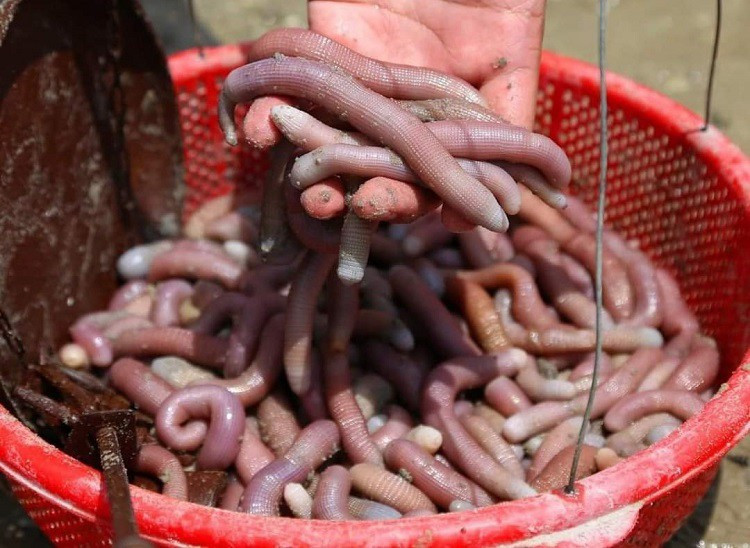 Chúng có hình dạng khá kinh dị, tuy nhiên ẩn sau vẻ ngoài "kỳ dị" này là một loại thực phẩm quý hiếm và đắt đỏ, được mệnh danh là "mì chính" của nhà giàu. Ảnh: Người Đưa Tin