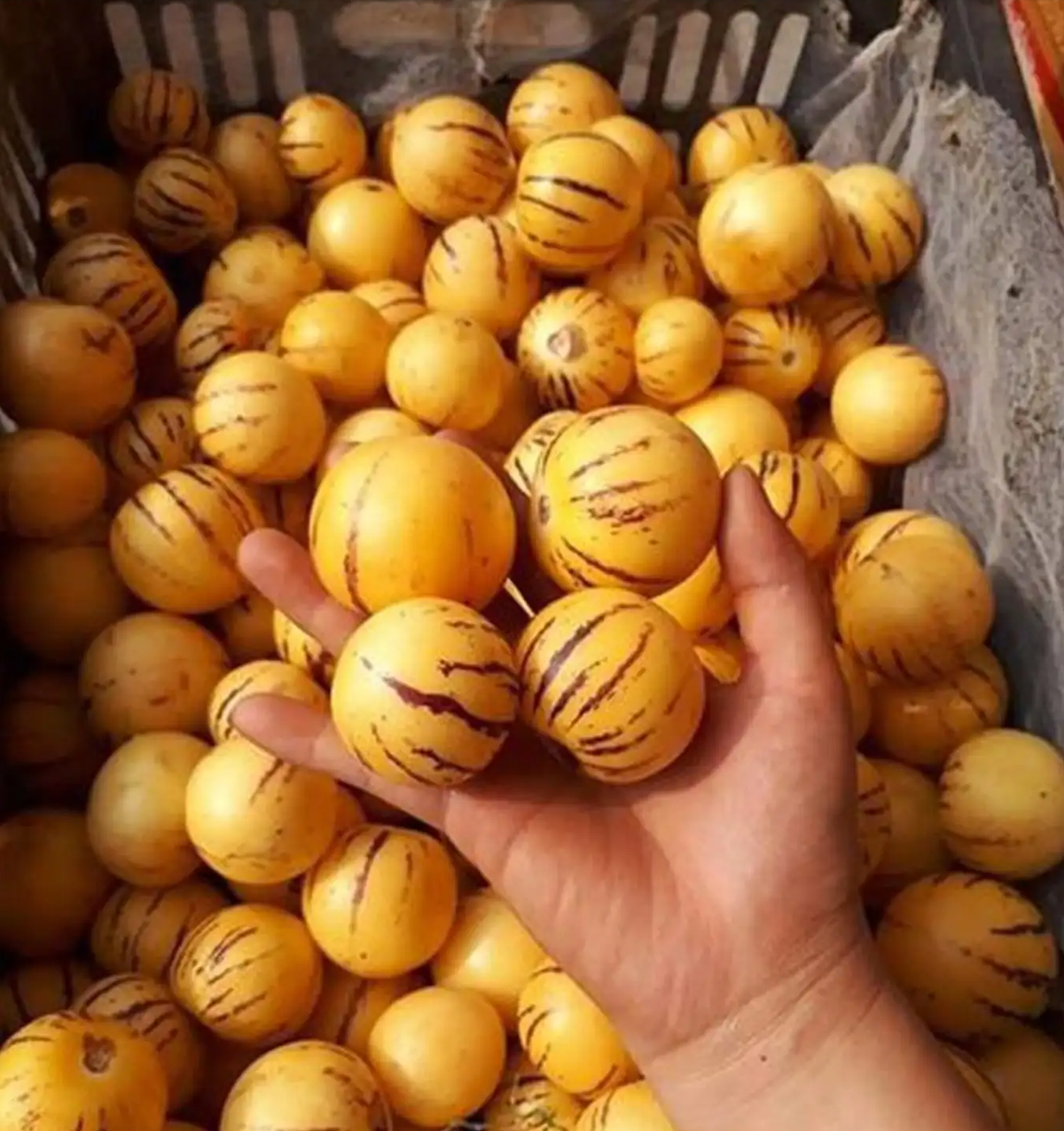 Quả sâm sữa được xem là loại trái cây đặc biệt chỉ Tam Đảo mới có. Nhìn bên ngoài, sâm sữa khá giống quả cà nhưng bên trong lại mọng nước. Vị ngọt thanh mát vừa giống hồng xiêm, vừa giống dưa gang.