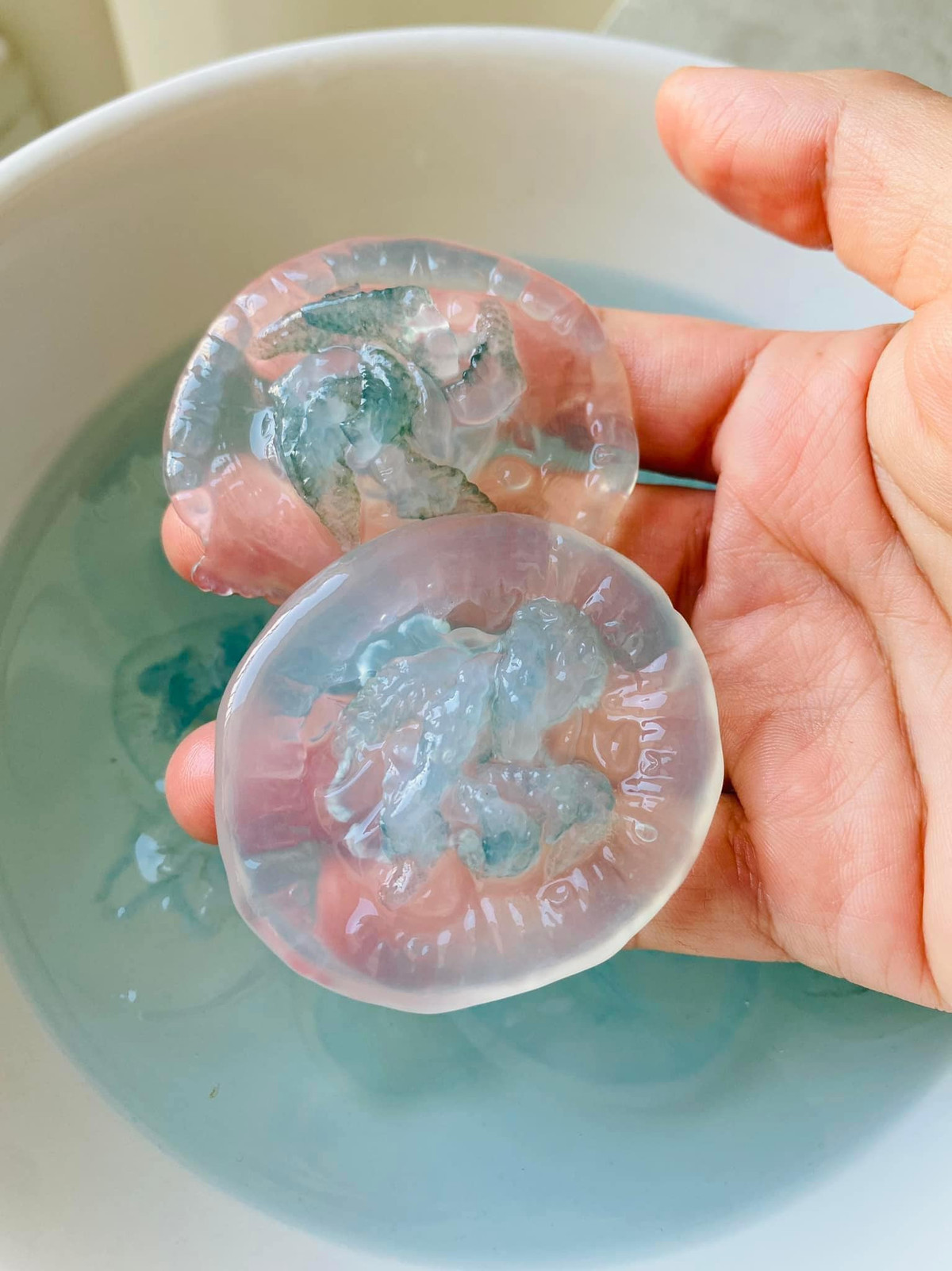 Chúng có màu xanh trong, thân mềm mại với những xúc tua nhỏ li ti, thường xuất hiện nhiều vào mùa hè ở vùng đầm phá nước lợ Cầu Hai và phá Tam Giang thuộc tỉnh Thừa Thiên Huế.