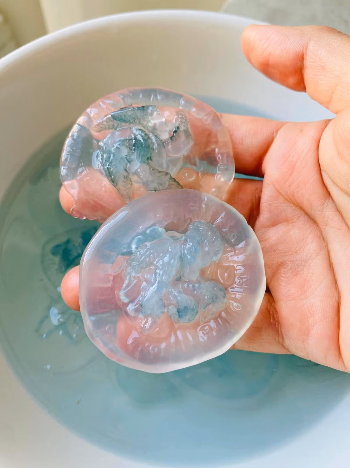 Chúng có màu xanh trong, thân mềm mại với những xúc tua nhỏ li ti, thường xuất hiện nhiều vào mùa hè ở vùng đầm phá nước lợ Cầu Hai và phá Tam Giang thuộc tỉnh Thừa Thiên Huế.