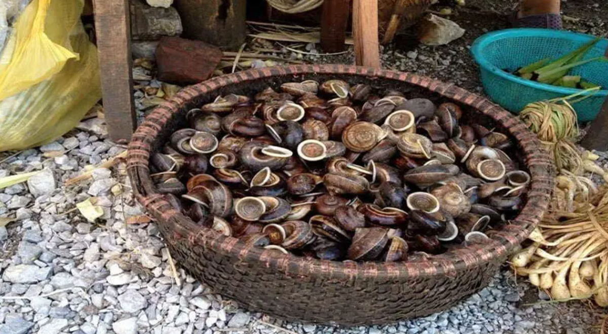 Ốc núi nơi đây được nhiều người yêu thích bởi thịt ốc núi dai, giòn và có độ ngọt tự nhiên. Phần ốc được người dân chế biến một cách cẩn thận thành những món ăn hấp dẫn và rất riêng.