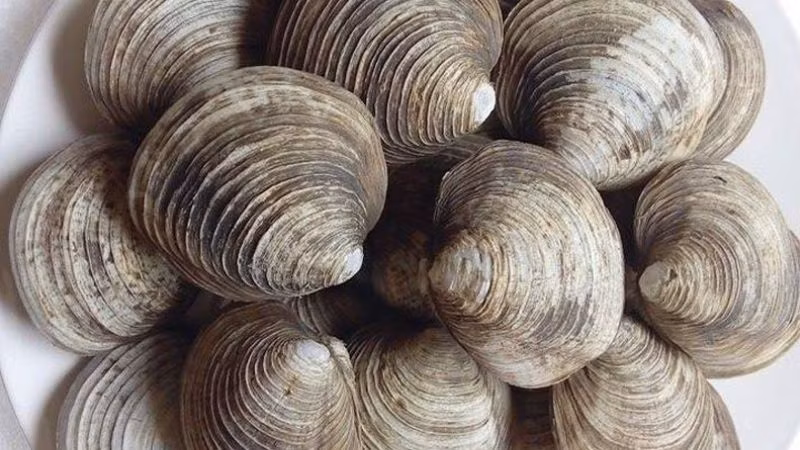 Quảng Ninh nổi tiếng với những hải sản tươi ngon, nếu bỏ qua ngán là một thiếu sót. Ngán có thể chế biến thành nhiều món như: Ngán hấp, ngán xào bún, gỏi ngán,...