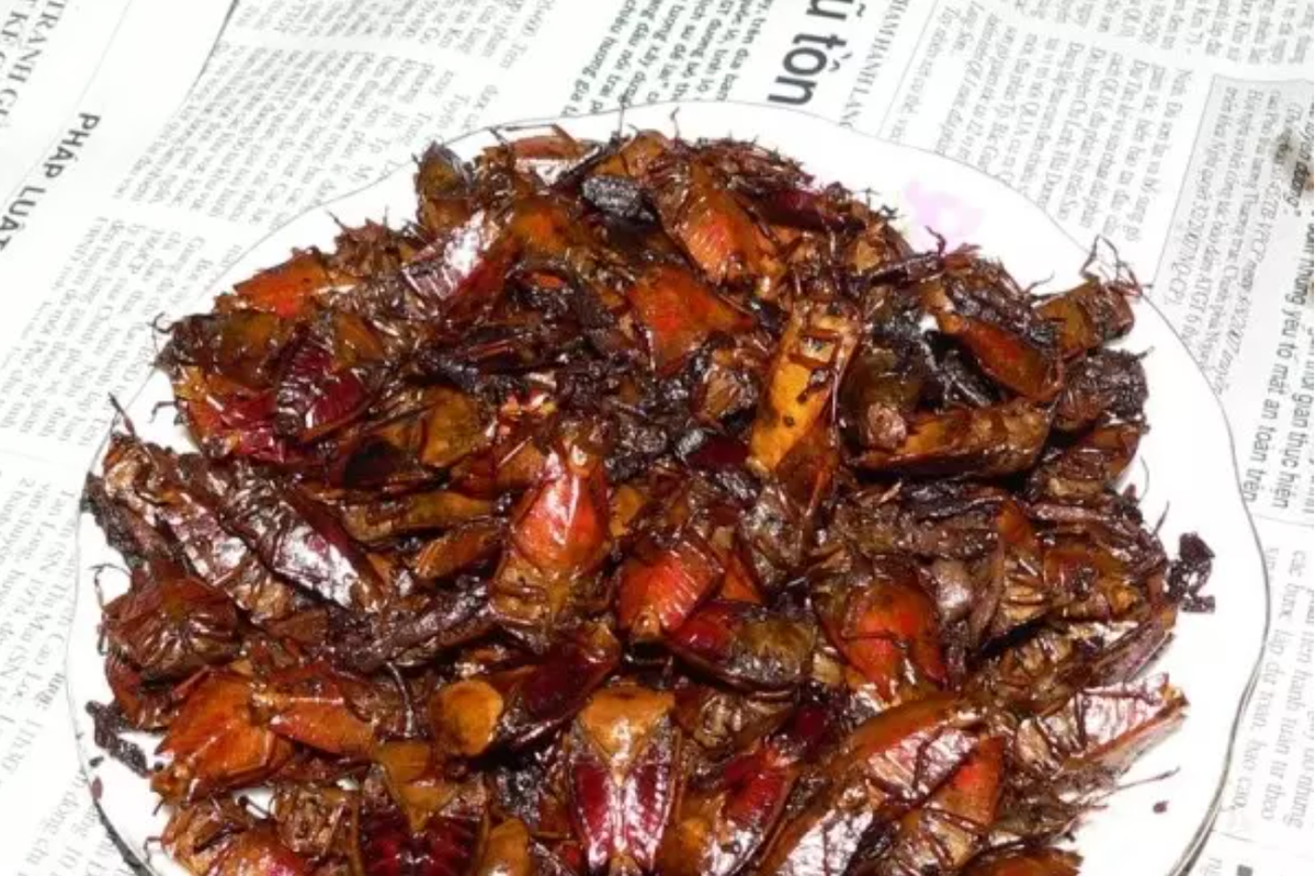 Gián chiên giòn là một trong những món ăn chế biến từ gián phổ biến nhất trên thế giới. Một số người từng ăn cho biết, món gián chiên giòn giống như khoai tây chiên kiểu Pháp và để lại dư vị mạnh sau khi ăn. Ảnh: Vietnamnet