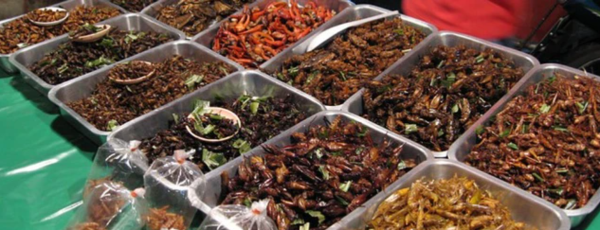 Việc sử dụng gián làm nguyên liệu chế biến món ăn có thể gây ra nhiều tranh cãi. Tuy nhiên, đối với một số người, đây lại là một trải nghiệm ẩm thực độc đáo và thú vị. Ảnh: LA Times