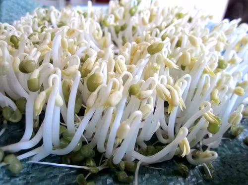  Cách làm giá đỗ bằng rổ: Đậu xanh đem rửa sạch cho trôi hết bụi bẩn và tạp chất, sau đó ngâm với nước ấm (pha nước ấm theo tỷ lệ 3 nước lạnh, 2 nước sôi) trong 1 tiếng. Chà rửa sạch rổ nhựa dùng để làm giá đỗ, khăn lông giặt sạch, đem phơi khô. Xếp gọn khăn lông đã thấm nước vào rổ sao cho kín hết đáy rổ là được. Đổ 100g đậu xanh đã ngâm lên trên khăn, trải đều để giá đỗ phát triển đồng đều. Đè đĩa sứ lên trên đậu xanh để tránh ánh sáng, giúp giá đỗ mập mạp, trắng và giòn hơn. Đặt rổ giá đỗ nơi ít ánh sáng, thường xuyên kiểm tra, thêm nước 2 lần/ngày cho giá đỗ mau lên. Sau 2 - 3 ngày là có thể thu hoạch giá đỗ. Ảnh minh họa