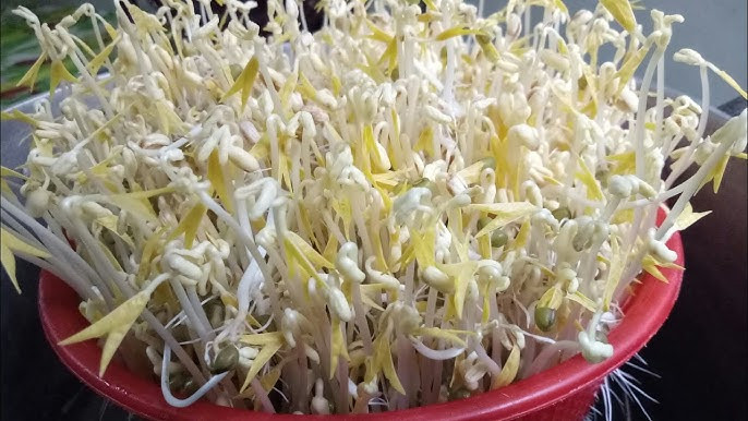 Trước những thông tin giá đỗ trên thị trường bị có thể "ngâm tẩm" hoá chất gây hại cho sức khỏe. Để đảm bảo an toàn, bạn có thể tự làm giá đỗ sạch tại nhà với một số cách đơn giản dưới đây: Ảnh minh họa