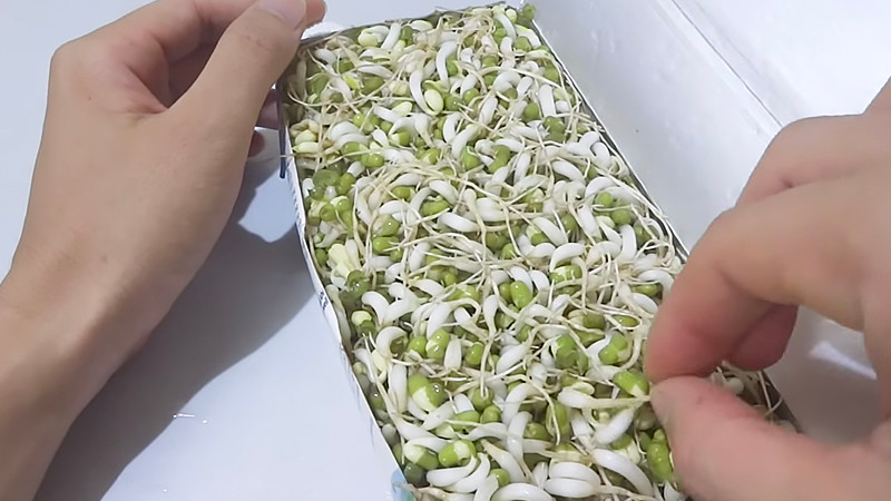  Làm giá đỗ bằng hộp sữa: Với cách làm giá đỗ này, bạn có thể tận dụng lại hộp sữa đã bỏ đi và hơn thế nữa, ủ giá trong hộp sữa kín sẽ giúp giá đậu xanh phát triển, mọc mầm nhanh hơn những phương pháp khác. Ảnh minh họa