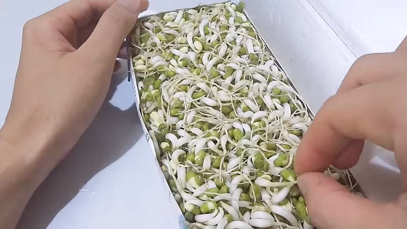  Làm giá đỗ bằng hộp sữa: Với cách làm giá đỗ này, bạn có thể tận dụng lại hộp sữa đã bỏ đi và hơn thế nữa, ủ giá trong hộp sữa kín sẽ giúp giá đậu xanh phát triển, mọc mầm nhanh hơn những phương pháp khác. Ảnh minh họa