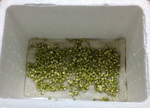  Làm giá đỗ bằng thùng xốp: Nguyên vật liệu cần có: 100g đậu xanh, 1 thùng xốp, khăn lông lớn, cát. Ảnh minh họa