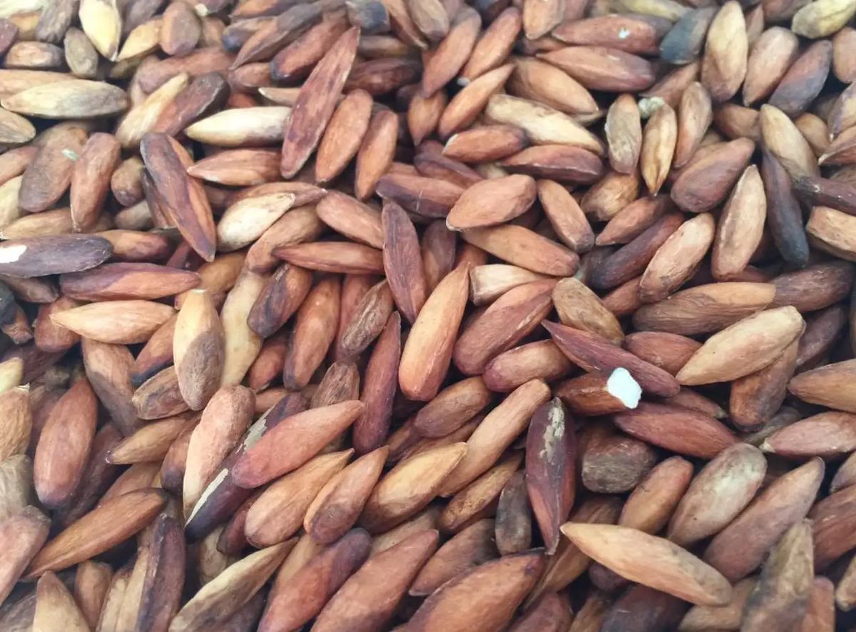 Mứt hạt bàng là món đặc sản Côn Đảo đầu tiên mà du khách có thể lựa chọn một cách dễ dàng tại nhiều nơi. Mứt hạt bàng khi dùng có vị rất ngon, béo, bùi và rất thơm. Du khách có thể mua mứt hạt bàng để làm quà biếu người thân, bạn bè.