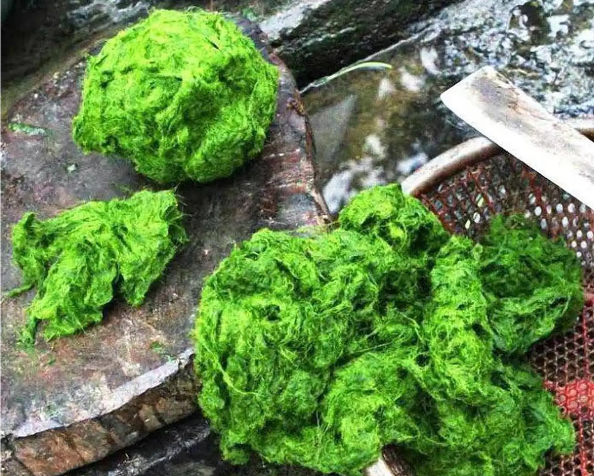 Rêu nướng cũng là món ăn độc đáo. Rêu được thu hái từ suối, rửa sạch và tẩm ướp gia vị rồi nướng trên than hồng. Ảnh: @Eva