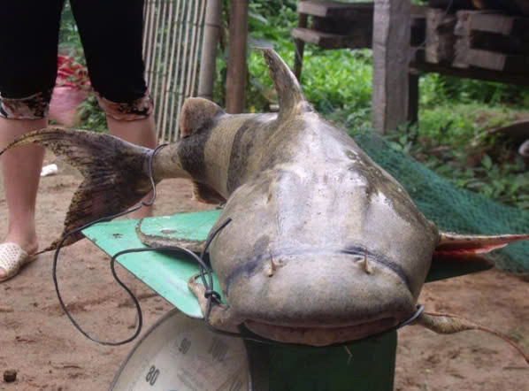 Chúng ăn thịt tất cả những loài thủy sinh nhỏ hơn mình, thậm chí còn tấn công cả thuyền của ngư dân nếu cảm thấy nguy hiểm. Do đó, cá chiên sông Đà được ngư dân gọi là “chúa tể” của vùng nước dữ. Ảnh Internet