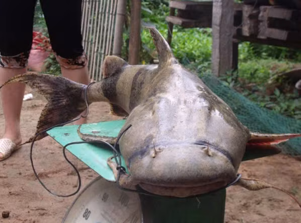 Chúng ăn thịt tất cả những loài thủy sinh nhỏ hơn mình, thậm chí còn tấn công cả thuyền của ngư dân nếu cảm thấy nguy hiểm. Do đó, cá chiên sông Đà được ngư dân gọi là “chúa tể” của vùng nước dữ. Ảnh Internet