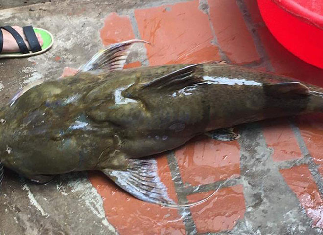 Cá chiên thường trú ngụ ở những vị trí hết sức hiểm trở, nước chảy xiết và nhiều xoáy của các sông lớn ở núi rừng Tây Bắc như sông Đà, sông Lô, sông Gâm.