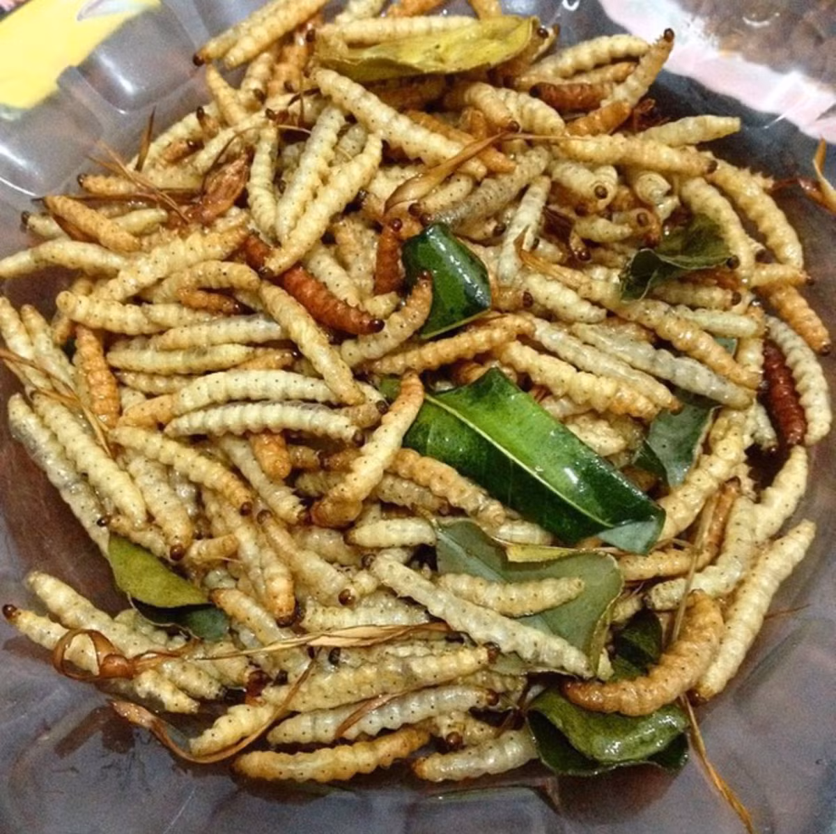 Sâu tre ngoài xuất hiện trong bữa ăn thường ngày, còn được ưa chuộng trong các dịp lễ Tết, nhà có việc lớn. Dù ngoại hình chúng không bắt mắt, còn khiến người khác e sợ nhưng đây vẫn là một đặc sản Tây Bắc bạn không thể bỏ qua.