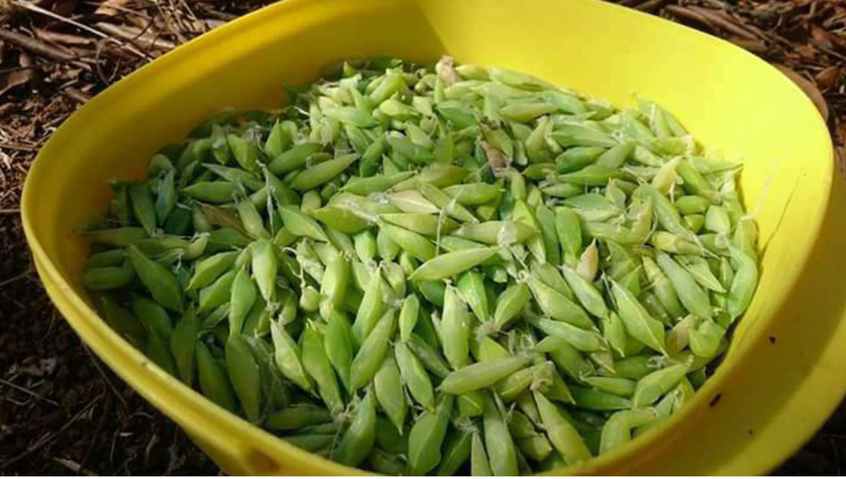 Nhộng sầu muồng là đặc sản của Tây Nguyên. Loài sâu này sinh sống trên cây muồng, có màu xanh giống lá cây muồng.