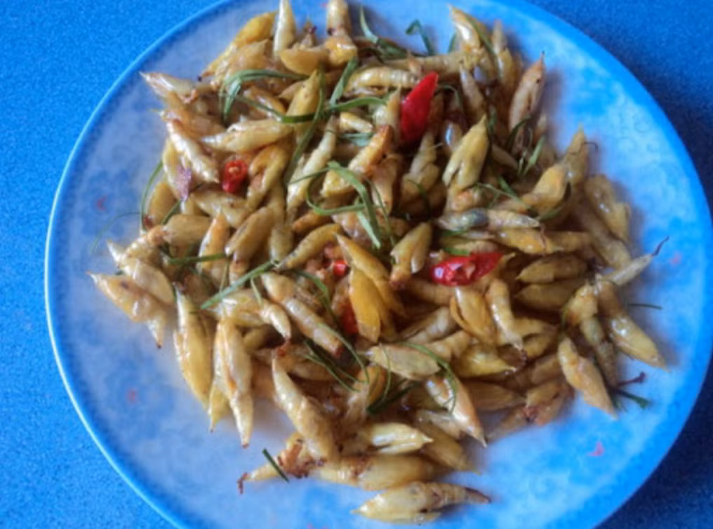 Món phổ biến nhất chính là nộm nhộng sầu muồng. Những con nhộng sầu muồng béo, mềm, mọng nước, khi ăn như đang tan ra trong miệng. Nhiều du khách không đủ can đảm thì có thể thử các món nhộng muồng được nấu chín kiểu chiên, luộc, xào, nấu cháo…