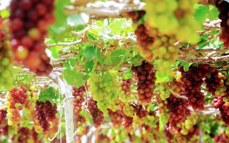 Nho Ninh Thuận là loại trái cây đặc sản được nhiều người yêu thích. Nho Ninh Thuận có vị ngọt thanh, mọng nước, ăn rất ngon. Du khách đến Ninh Thuận có thể thưởng thức nho tươi hoặc mua về làm quà.