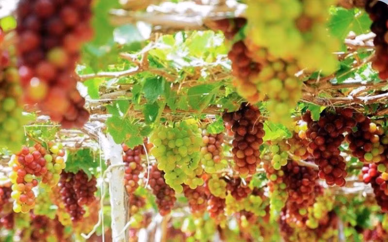 Nho Ninh Thuận là loại trái cây đặc sản được nhiều người yêu thích. Nho Ninh Thuận có vị ngọt thanh, mọng nước, ăn rất ngon. Du khách đến Ninh Thuận có thể thưởng thức nho tươi hoặc mua về làm quà.