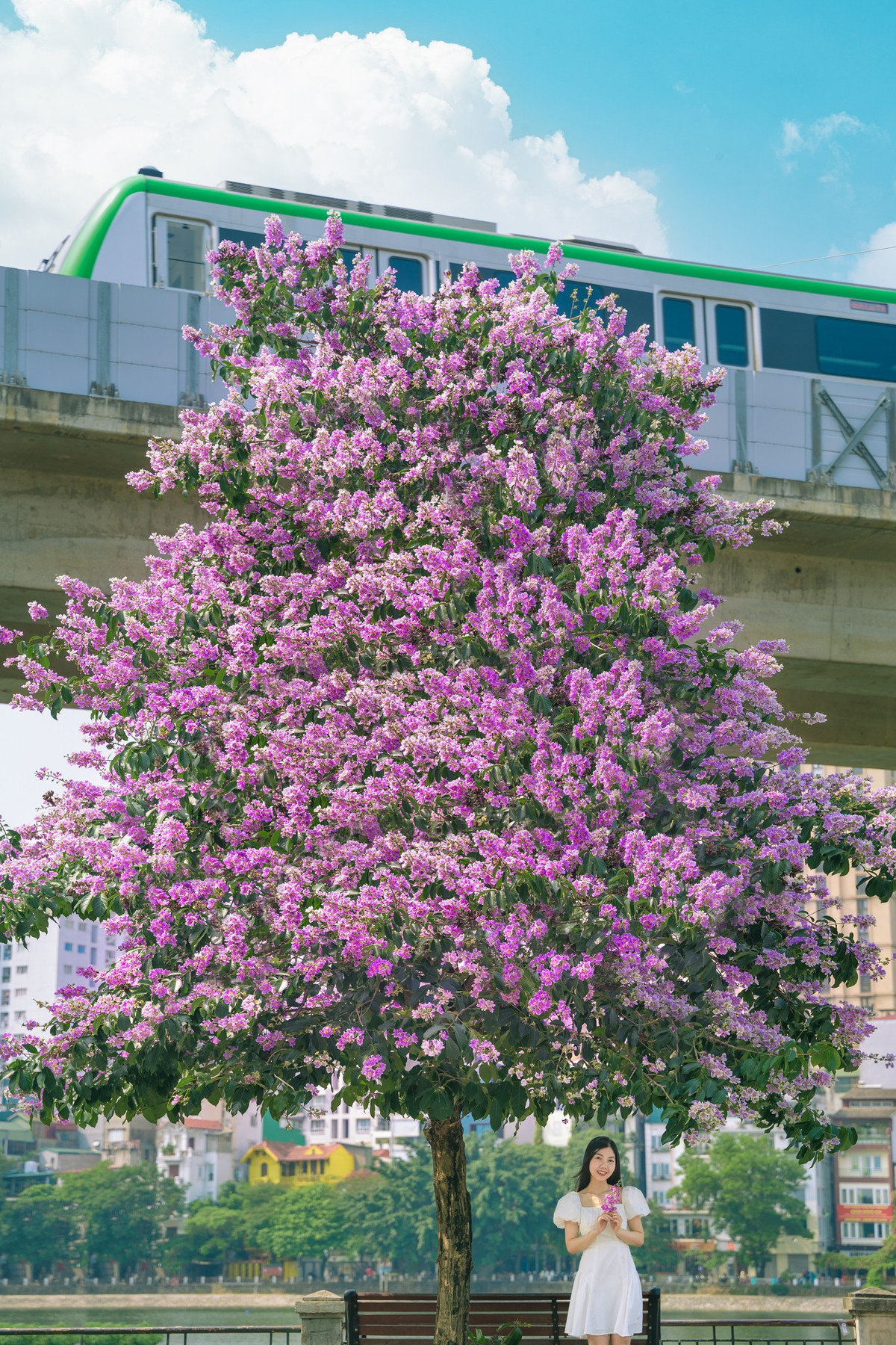 Những ngày gần đây trend chụp hoa bằng lăng nổi rần rần khắp nơi, thời gian bung nở của loài hoa cánh mỏng này kéo dài khoảng một tháng. Ảnh: Mạnh Phạm