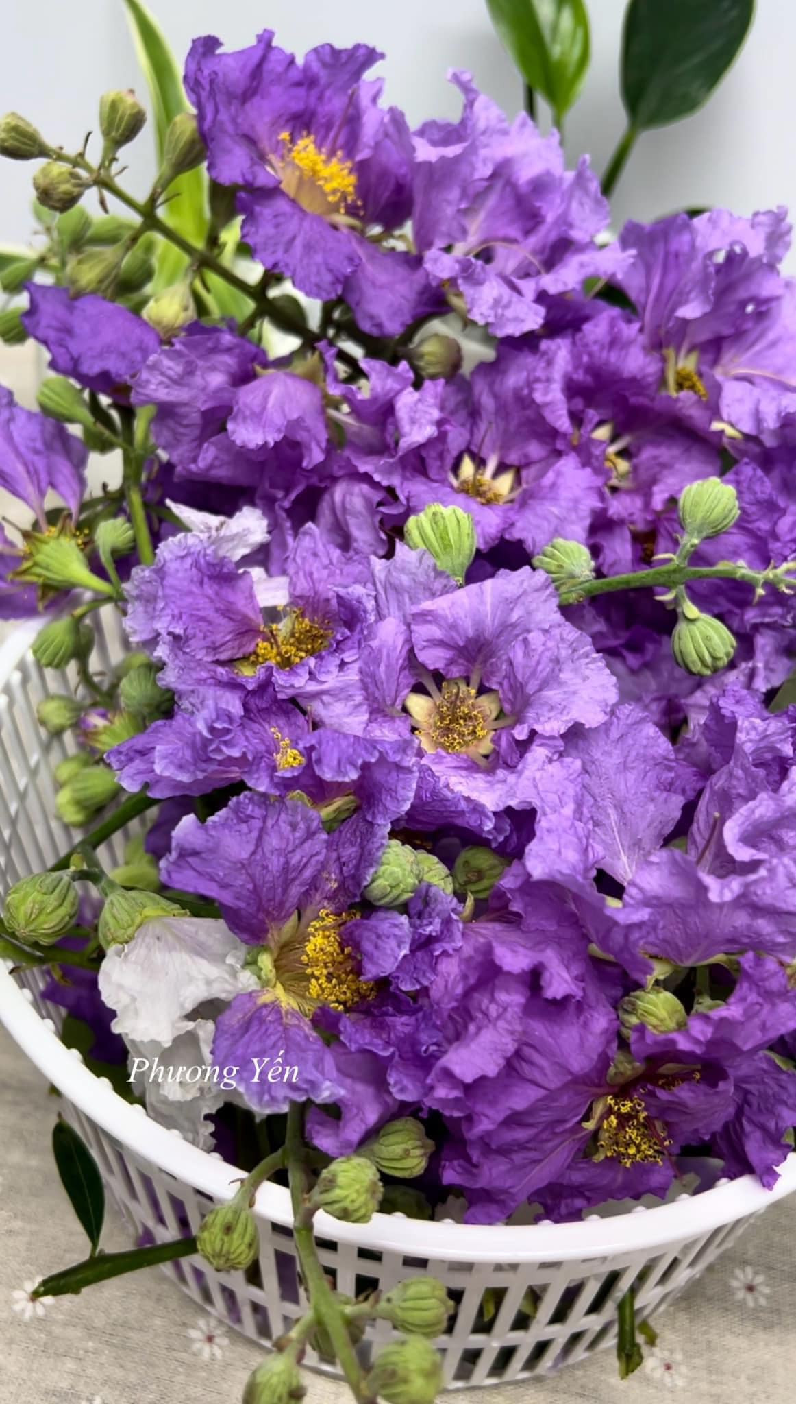 Đây không chỉ là mùa của những đóa hoa bằng lăng tím biếc trải dài khắp các con đường mà còn là thời điểm mà món ăn chế biến từ hoa bằng lăng "làm mưa làm gió" trên các diễn đàn ẩm thực. Đó là món gỏi hoa bằng lăng. Ảnh: Phương Yến