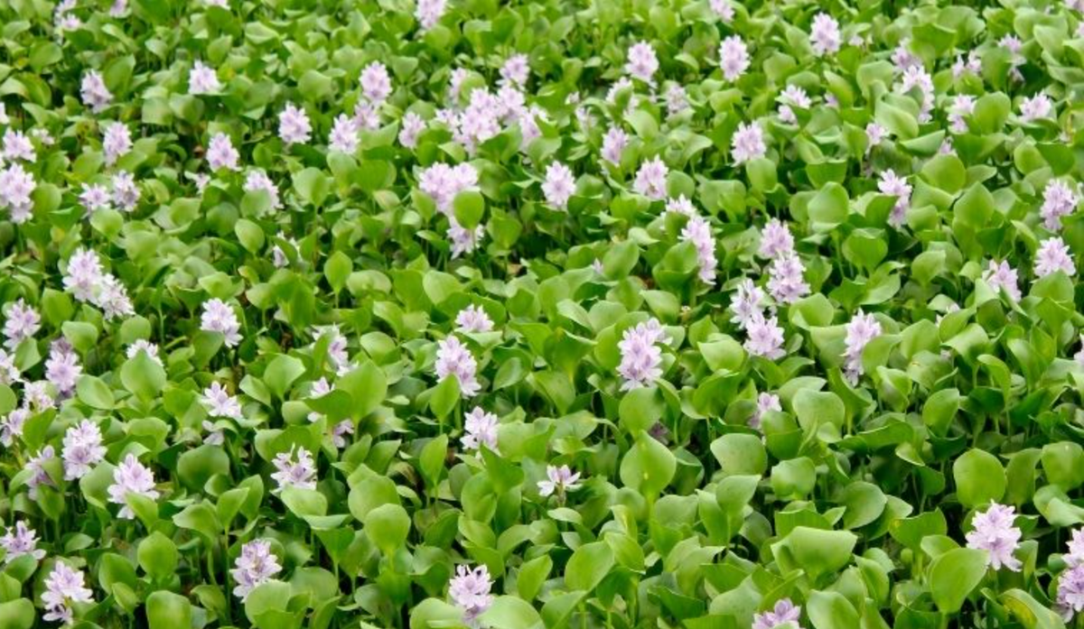 Thân cây lục bình có thể làm thức ăn cho gia sục hoặc làm phân bón, các sản phẩm thủ công mỹ nghệ... Thế nhưng ở một số tỉnh thành trên khắp cả nước, cây lục bình (loại rau lục bình) được coi là đặc sản, dùng làm món ăn khai vị, thu hút thực khách bởi hương vị vô cùng hấp dẫn. Ảnh: Đời sống &amp; pháp luật