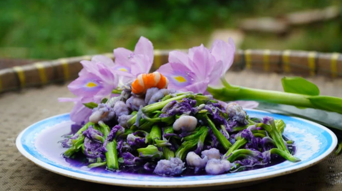 Vì loại cây này có đặc tính hút các chất độc và làm sạch nước, do đó, người dân chỉ nên sử dụng lục bình ở những nơi có nguồn nước sạch để chế biến món ăn, tránh hái lục bình ở nơi có nguồn nước ô nhiễm. Ảnh: Thu Nhớ