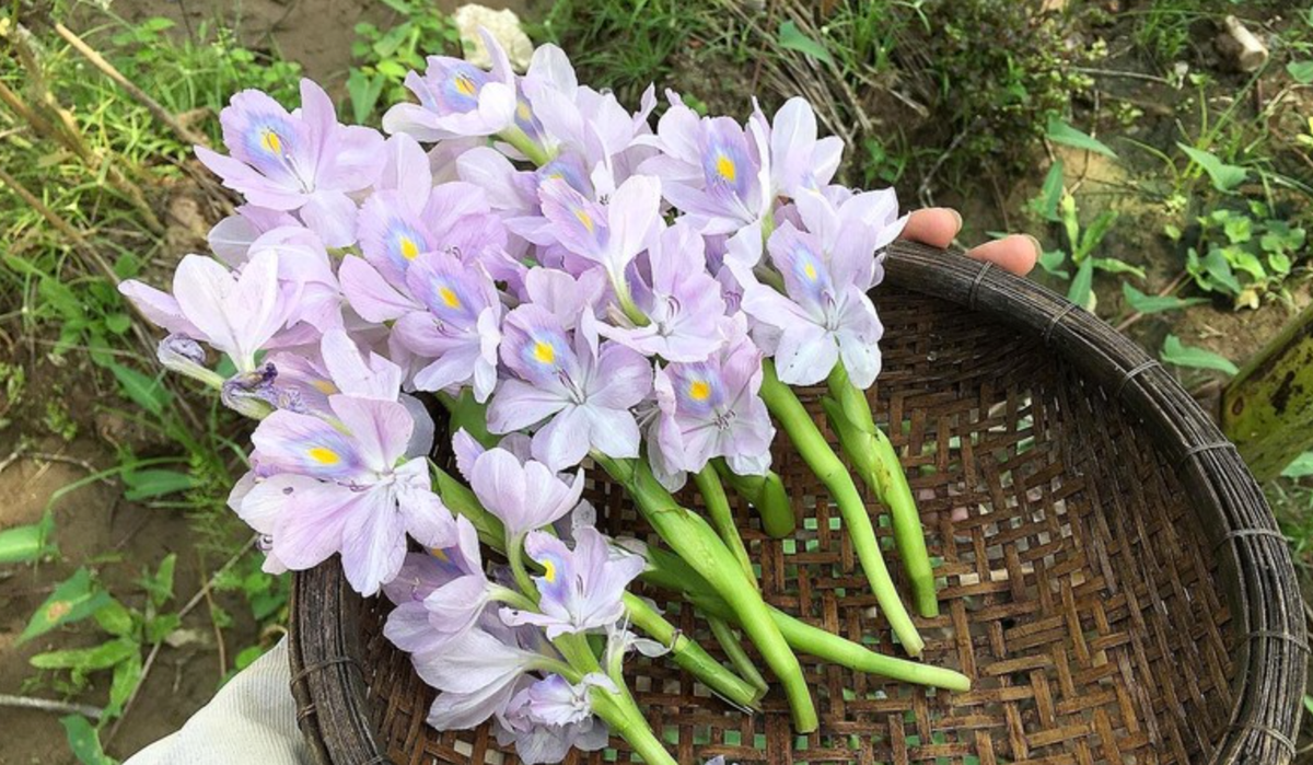 Người miền Tây thường bẻ những ngó non của loại rau lục bình và hái nguyên cả chùm bông lục bình đem về rửa sạch, sau đó chế biến thành các món ăn. Ảnh: Đời sống &amp; pháp luật