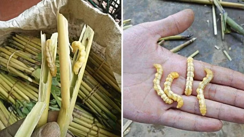 Sâu chít sống trong thân cây chít, thường xuất hiện vào mùa mưa. Sâu chít có kích thước lớn hơn sâu muồng và có vị ngọt đậm đà. Ảnh: Bách hoá Xanh