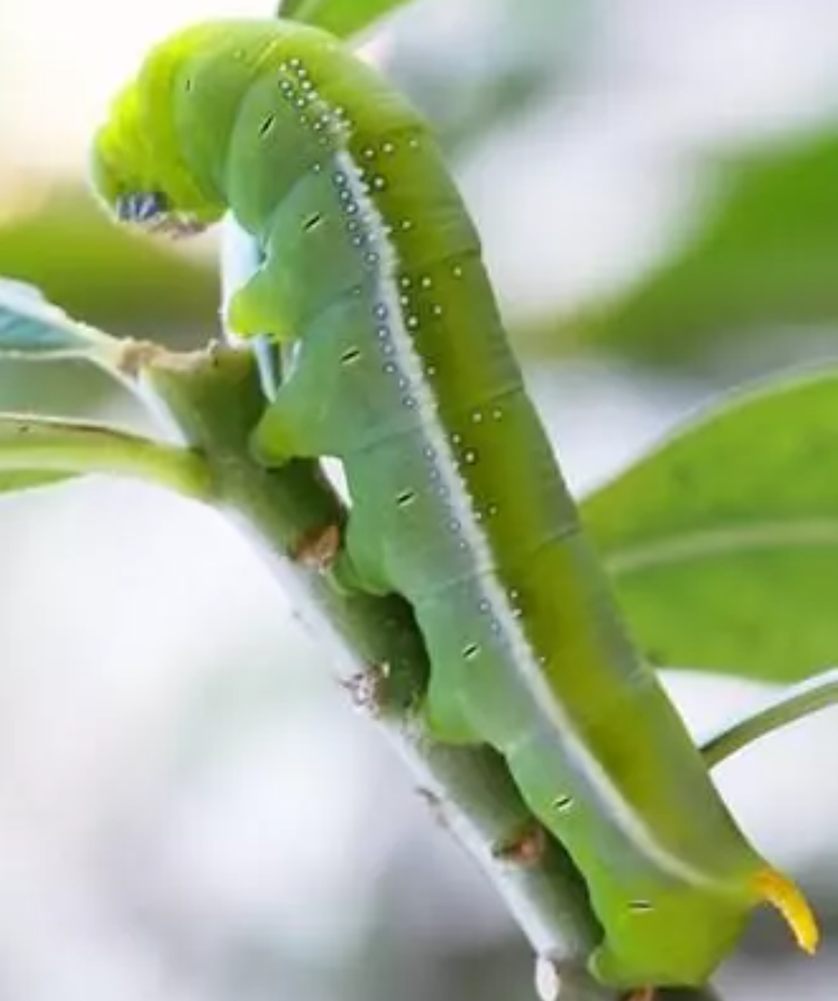 Trong số các món nhậu từ sâu, sâu khoai cũng là “mồi nhậu” khoái khẩu của cánh đàn ông. Tuy nhiên vẻ ngoài của nó khiến ai cũng sợ hãi. Ảnh: Vietnamnet