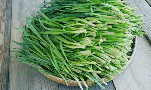 Rau hẹ không chỉ được dùng nhiều trong các món ăn…, mà còn là cây thuốc chữa được nhiều bệnh.