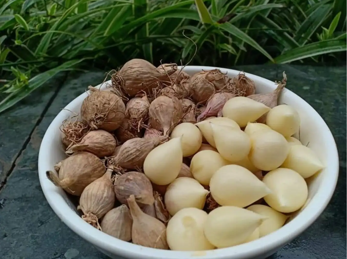 Tỏi cô đơn Phù Yên cũng là đặc sản được nhiều người tìm kiếm. Tỏi cô đơn là giống tỏi một nhánh, nhánh tỏi to, màu tía, mùi thơm và vị cay nhẹ nhưng không hăng. Giống tỏi này ngon hơn và đắt hơn các giống tỏi khác. Du khách có thể mua tỏi cô đơn Phù Yên về làm quà. Ảnh: Sức khoẻ đời sống