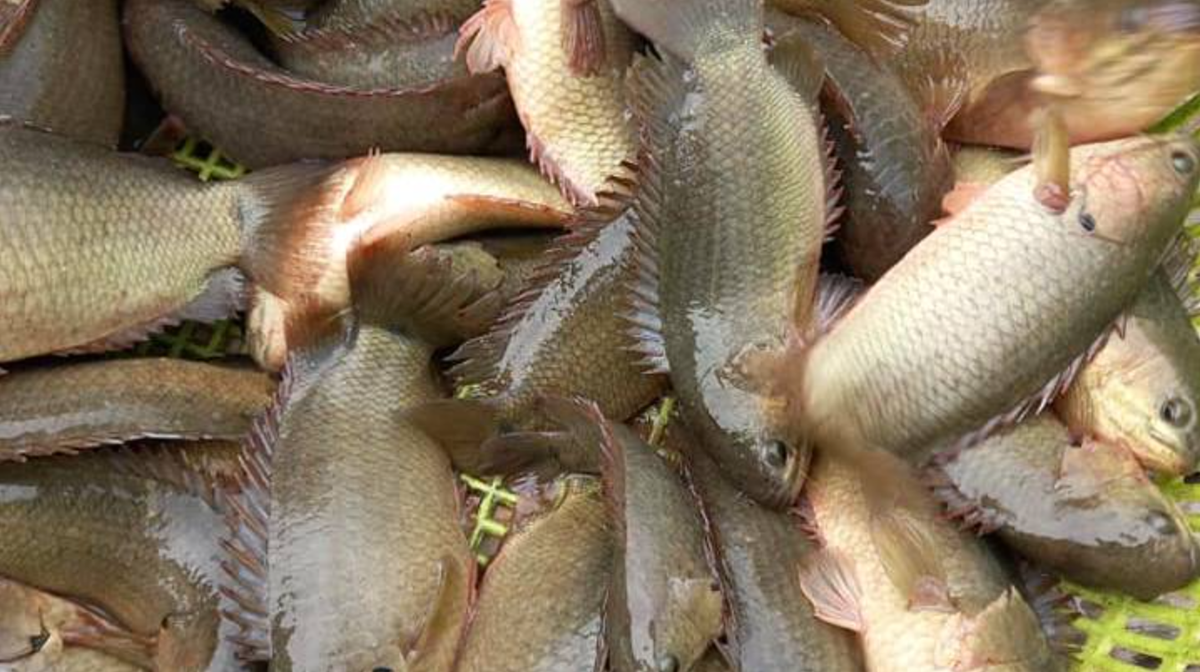 Ngoài cá rô đồng, cá rô đầu vuông cũng là đặc sản được nhiều người yêu thích. Loài cá này thuộc nhóm cá rô thường, có thịt thơm ngon, béo ngậy và bổ dưỡng tương tự cá rô khác. Ảnh: Saostar