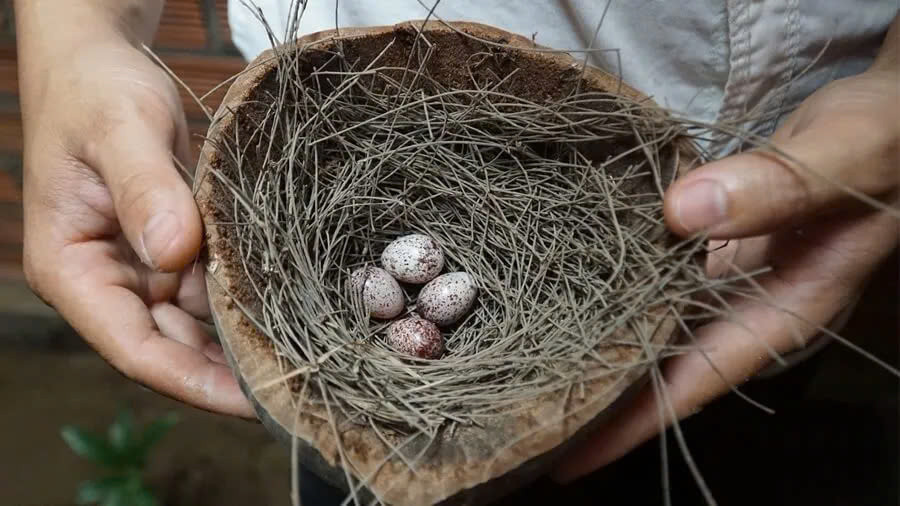 Trứng chim sẻ ngọt mặn, tính ấm, có công dụng bổ thận tráng dương, ích tinh tủy và làm sáng mắt, được dùng cho nam giới liệt dương, thiếu tinh, thận lạnh, nữ giới huyết khô, băng lậu, đới hạ. Ảnh minh họa