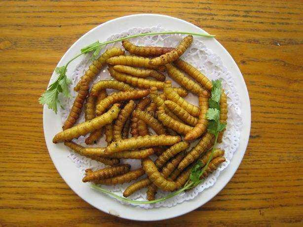 Một số nhà hàng đã cho sâu xanh béo này vào món ăn cao cấp, sáng tạo ra nhiều món ăn ngon. Ảnh: Sohu