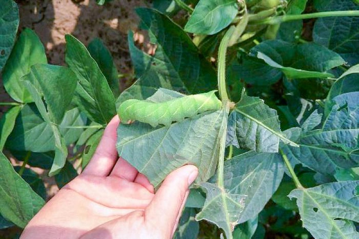 Vào mùa thu hoạch ngô, xuất hiện nhiều loài côn trùng gây hại cho hoa màu, để trừng trị chúng người dân Giang Tô đã nghĩ ra cách chế biến nhiều món ăn từ chính những con sâu xanh hình dáng kinh dị này. Ảnh: Sohu