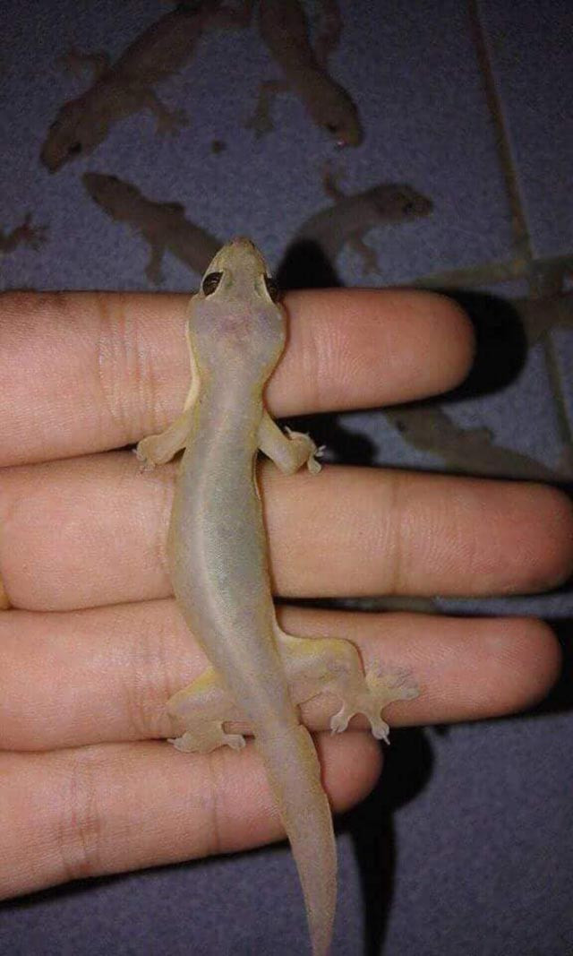 Thằn lằn, loài bò sát nhỏ bé thường được xem là loài vật gây hại, nhưng tại đây lại trở thành nguyên liệu chính để chế biến một món ăn đặc sản. Ảnh: Báo Giao thông