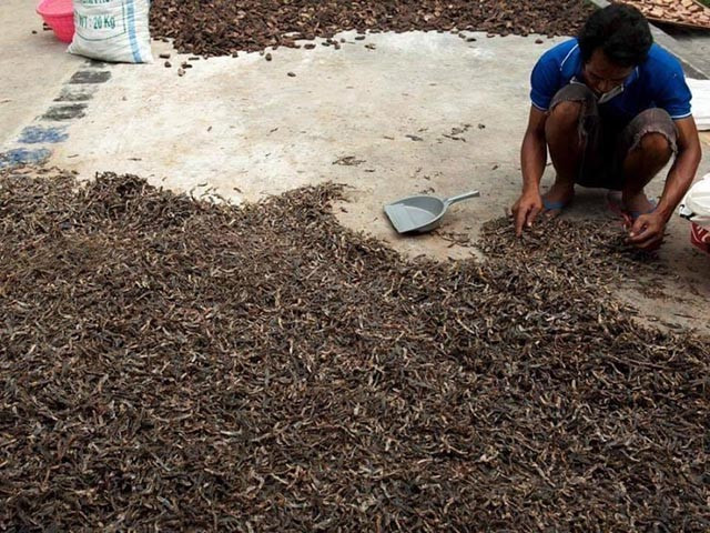 Mặc dù quá trình chế biến khá đơn giản, nhưng mùi tanh nồng của thằn lằn khô lại là một thử thách đối với nhiều người. Ảnh: Báo Giao thông