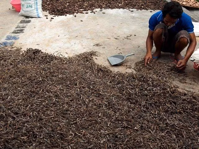 Mặc dù quá trình chế biến khá đơn giản, nhưng mùi tanh nồng của thằn lằn khô lại là một thử thách đối với nhiều người. Ảnh: Báo Giao thông