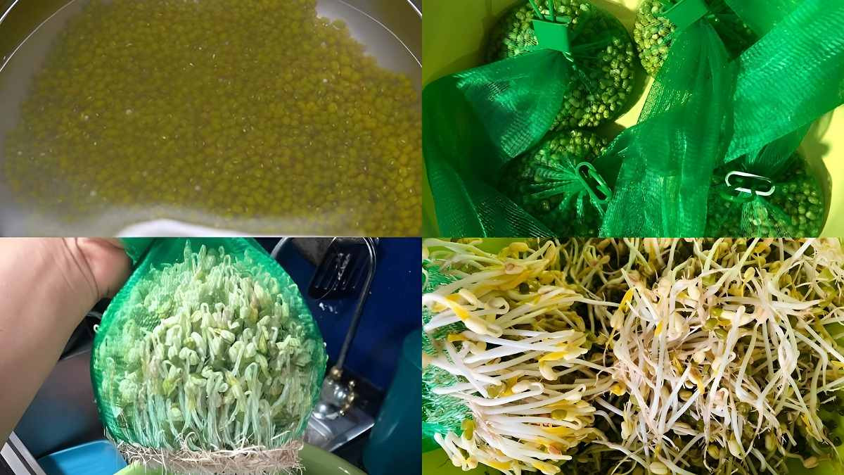  Làm bằng túi lưới: Túi lưới đựng hoa quả hay thạch trẻ em có thể sử dụng để làm giá đỗ tại nhà đơn giản mà an toàn. Để làm giá đỗ tại nhà bằng túi lưới, bạn cần chuẩn bị các nguyên liệu và dụng cụ sau: Đỗ xanh, nước, túi lưới sạch, nồi. Sau khi đã chuẩn bị đầy đủ các nguyên liệu và dụng cụ, vó thể thực hiện theo các bước hướng dẫn như sau: Rửa sạch và ngâm đỗ xanh trong 6 - 8 tiếng. Cho đỗ đã ngâm vào túi lưới. Đặt túi lưới vào nồi, đậy nắp kín và để ở nơi thoáng mát, hạn chế ánh sáng. Tưới nước cho đỗ thường xuyên. Ảnh Internet