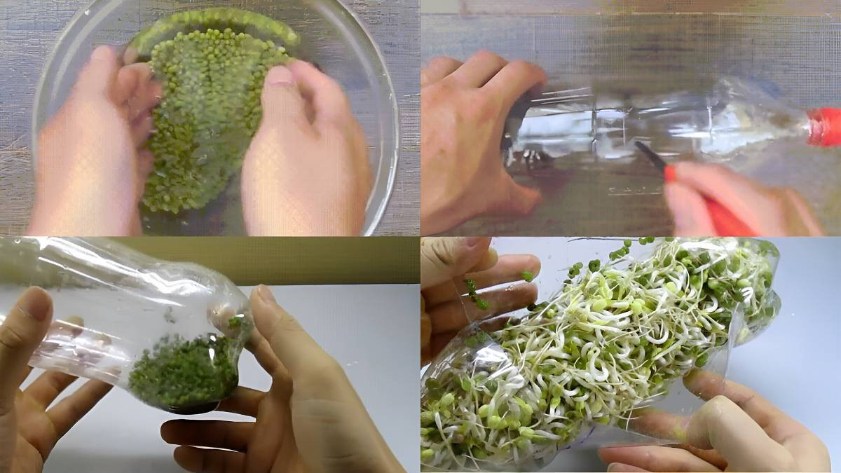  Làm bằng chai nhựa: Để làm giá đỗ bằng chai nhựa tại nhà, bạn cần chuẩn bị: Đỗ xanh, nước, chai nhựa sạch. Các bước hướng dẫn cách làm giá đỗ bằng chai nhựa đơn giản: Rửa sạch đỗ xanh và ngâm khoảng 6 - 8 tiếng, rồi rửa lại bằng nước sạch. Đục lỗ quanh thân và đáy chai nhựa, khoét một lỗ có kích thước lớn để giá dễ phát triển, tránh bị úng. Cho đỗ vào chai, để nằm ngang ở chỗ ít sáng và thoáng mát. Tưới nước và chờ đỗ lên mầm, phát triển. Ảnh Cellphone