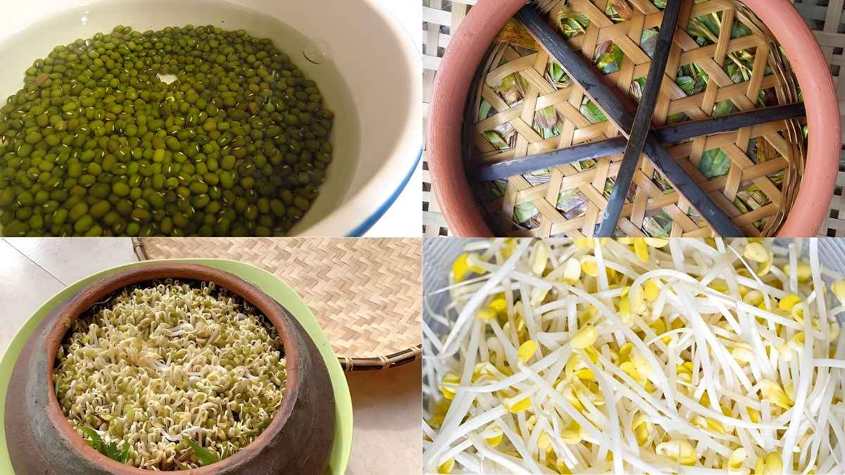  Làm bằng chõ xôi: Hãy chuẩn bị các nguyên vật liệu sau để tự làm giá đỗ tại nhà bằng chõ xôi: Đỗ xanh, nước, chõ đồ xôi. Khi đã hoàn tất công đoạn chuẩn bị nguyên liệu và dụng cụ, bạn bắt đầu thực hiện theo các bước hướng dẫn sau: Rửa sạch đỗ xanh và ngâm khoảng 6 - 8 tiếng, rồi rửa lại bằng nước sạch. Trải khăn mùng xuống đáy chõ để tránh hạt đậu bị lọt xuống. Cho đỗ vào, đặt lá tre lên trên rồi đậy kín lại. Bạn có thể đặt thêm các vật nặng lên phía trên nắp. Tưới nước cho đỗ thường xuyên. Đặt ở chỗ khô thoáng, tránh ánh sáng. Ảnh Cellphone