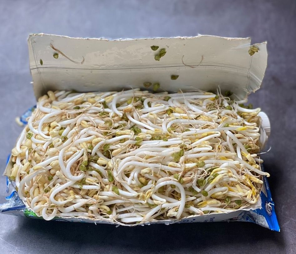  Làm bằng vỏ hộp sữa: Để làm giá đỗ bằng vỏ hộp sữa, bạn cần chuẩn bị các nguyên vật liệu: Đỗ xanh, nước, vỏ hộp sữa. Sau khi đã chuẩn bị đầy đủ, hãy thực hiện các bước theo hướng dẫn sau để làm giá đỗ bằng vỏ hộp sữa: Rửa sạch và ngâm đỗ trong nước ấm đến khi thấy vỏ nứt ra. Cắt hộp sữa ra, đục lỗ xung quanh để thoát nước. Cho đậu xanh vào hộp và để ở nơi thoáng mát, tránh ánh sáng trực tiếp. Tưới nước 2 lần mỗi ngày cho đỗ. Khi hộp sữa phồng lên, có thể thu hoạch giá. Ảnh Internet