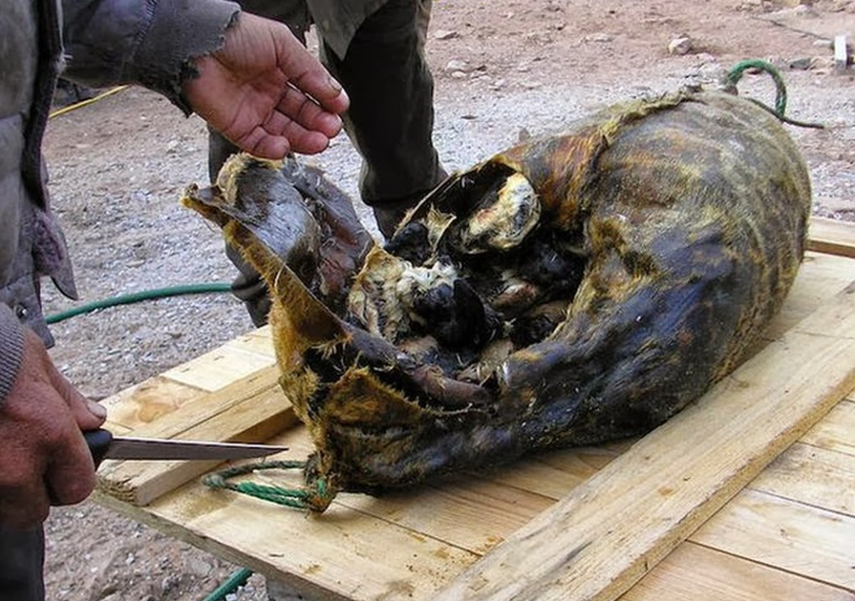 Để chế biến món ăn này, người ta chọn những con hải cẩu tươi ngon, lột da và lấy hết thịt, chỉ giữ lại phần mỡ dày dưới da. Ảnh: Mytour