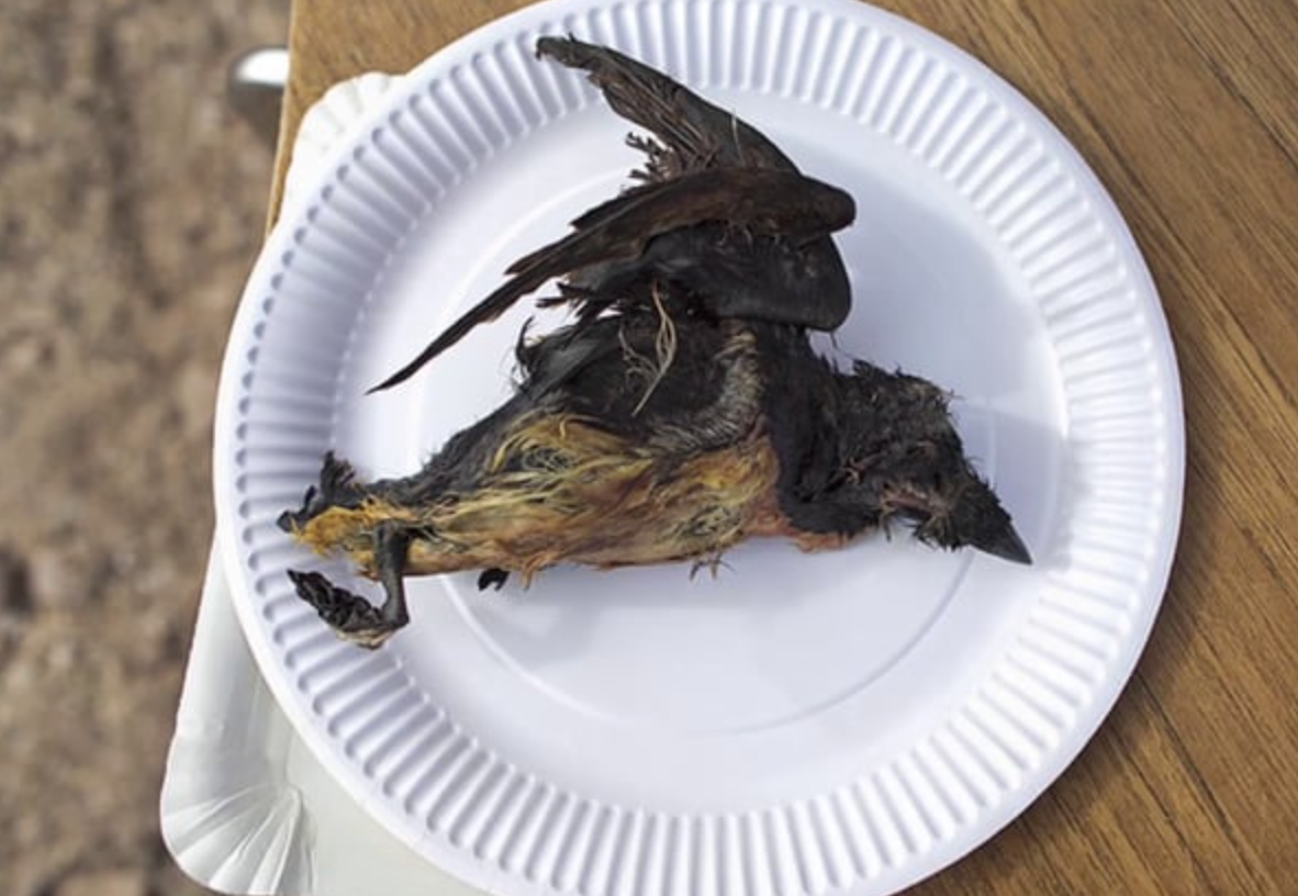 Tuy nhiên, bên cạnh mùi vị kinh dị, Kiviaq lại mang đến một hương vị khá ngon khi thưởng thức. Thịt chim mềm, tan trong miệng và có vị béo ngậy đặc trưng. Ảnh: Mytour