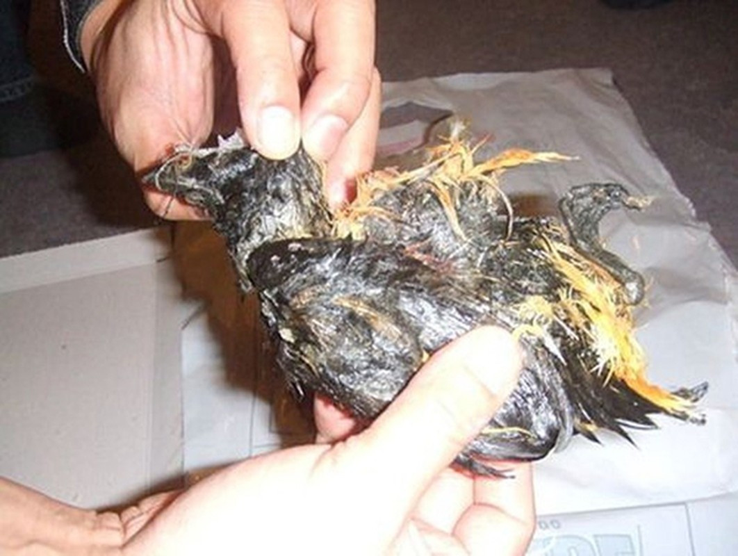 Việc ủ thịt trong một khoảng thời gian dài như vậy khiến cho mùi hương của Kiviaq trở nên khó chịu đối với những người ăn không quen. Ảnh: Mytour