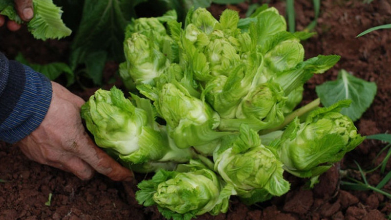 Rau mầm đá là loại rau đặc sản thường mọc vào các tháng mùa đông của Sa Pa. Đặc biệt, khi thời tiết càng lạnh thì mầm đá lại càng giòn và ngọt hơn.